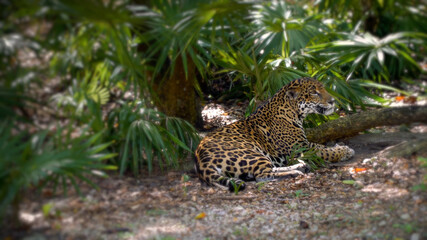 Fototapeta na wymiar Jaguar resting in the shade of palm branches, noon, heat