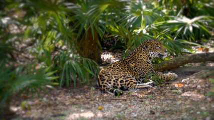 Fototapeta na wymiar Jaguar resting in the shade of palm branches, noon, heat