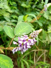 Indian wild flowers ( Desmodium ) in jungal blooms in the forest