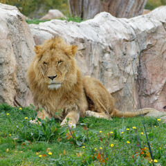 Jeune mâle lion qui est couché attentif à se qu'il se passe autour de lui 
