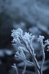 paisagem branca de Neve em Urupema, Santa Catarina, Brasil, em 29 de junho de 2021 