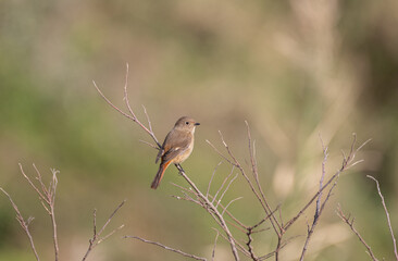 冬の鳥　ジョウビタキ