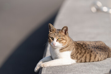 のんびり過ごす猫　キジトラ白