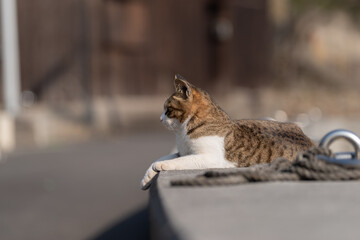 のんびり過ごす猫　キジトラ白
