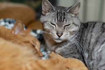 仲良く眠る猫