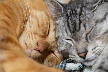 仲良く眠る猫