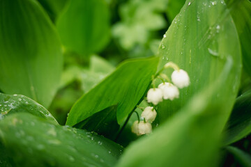 Konwalie kwitnące na wiosnę © Krzysztof