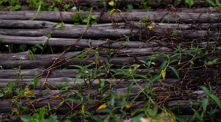 grass and moss in a pile of chopped down tree background