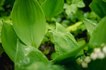 Konwalie kwitnące na wiosnę © Krzysztof