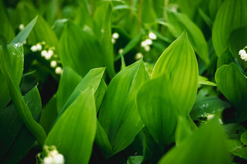 Konwalie kwitnące na wiosnę © Krzysztof