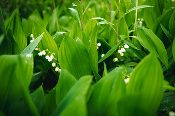 Konwalie kwitnące na wiosnę © Krzysztof