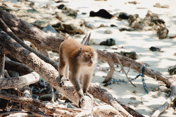 Małpa na drzewie © Krzysztof