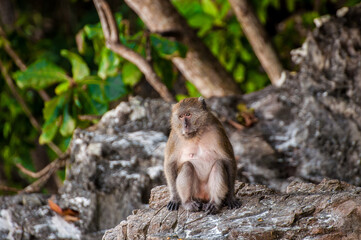 Małpa na Monkey  Beach © Krzysztof