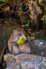 Małpa z kokosem © Krzysztof