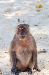 Małpa na plaży © Krzysztof