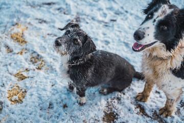 Naklejka premium Dogs staring at infinity in the snow