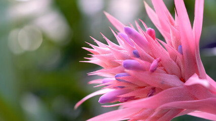 Ehmeya flower close-up, pink, blue