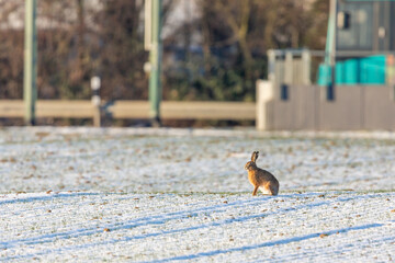 European hare (Lepus europaeus) on a field in winter near Frankfurt, Germany.