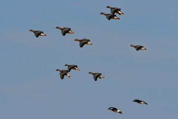 北からの冬の渡り鳥マガンの群れの飛翔
