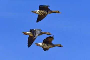 北からの冬の渡り鳥マガンの家族の飛翔