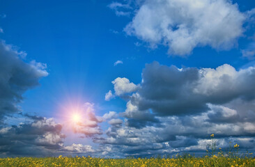 Fototapeta na wymiar Canola field, landscape on a background of clouds. Canola biofuel at sunset.