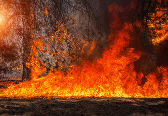  wildfire at sunset, burning pine forest .