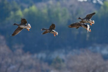 北からの冬の渡り鳥マガンの群れの飛翔