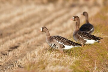 冬の渡り鳥マガンの家族