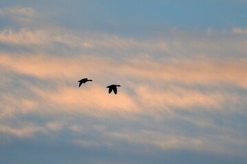 Fototapeta na wymiar 朝焼けに向かって飛ぶ冬鳥マガンの夫婦