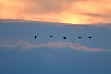 朝日に向かって飛ぶ渡り鳥マガンの群れ