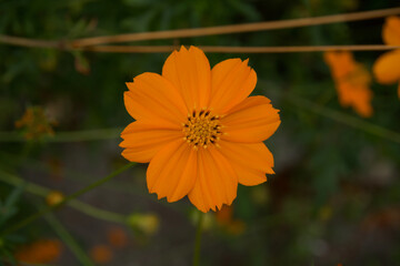 orange autumn flower close-up on the garden bed.  autumn mood.