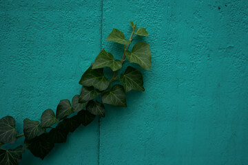 old gobor painted with green paint.  ivy vine stretches along the fence.  the koasca on the fence is cracked with age.  close-up.  place for text.  can be used as a photo background