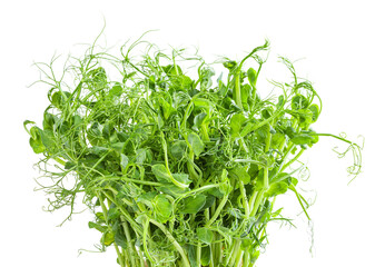 Fresh microgreens of pea isolated on white background