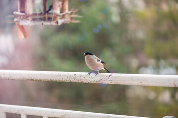 Winter season. Bird feeders with snow flakes