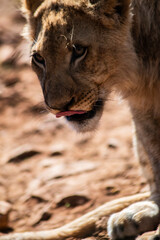 close up of a lion cub