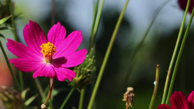Close up of Cosmos purple flower, Cosmos Caudatus or Ulam Raja in sunset lights with the wind swaying on blur background.Concept Nature and Flowers. 
