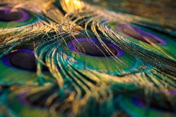 Keuken spatwand met foto Peacock feather background. © Sunanda Malam