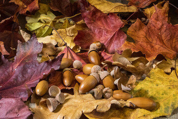 Acorns lying on yellow and red leaves