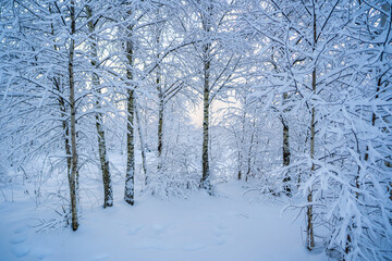 Obraz premium snowed winter forest russia birches and trees