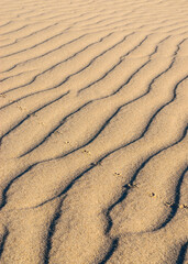 Animal footprints on the surface of a sand dune. A close look. The structure of the sand is visible.