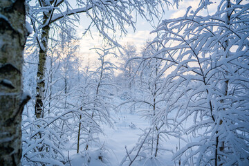 snowed winter forest russia birches and trees