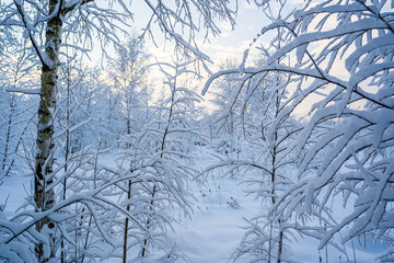 snowed winter forest russia birches and trees