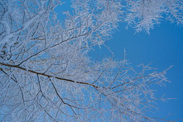 snowed winter forest russia birches and trees