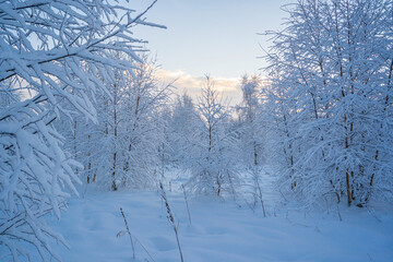 snowed winter forest russia birches and trees