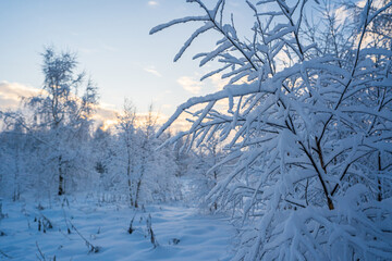 snowed winter forest russia birches and trees