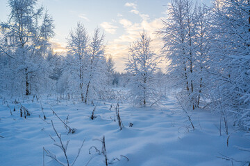 snowed winter forest russia birches and trees