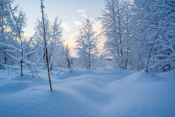 Fototapeta na wymiar snowed winter forest russia birches and trees