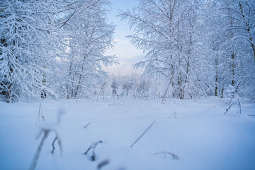 snowed winter forest russia birches and trees