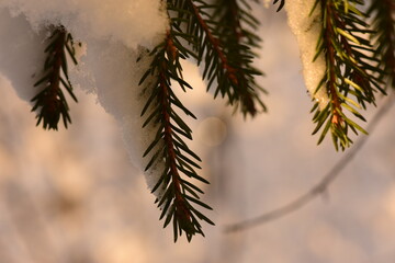 Winter background snowy spruce twigs  in the morning sunlight