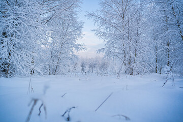 snowed winter forest russia birches and trees